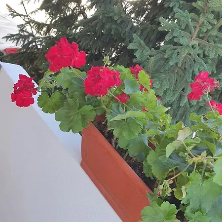 Vila Axelandra Pensjonat